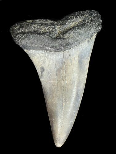 Fossil Mako Shark Tooth - Georgia #43052